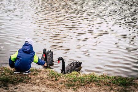 little girl feeds ducks in the summer on the street near the water with a shallow depth of fieldの写真素材