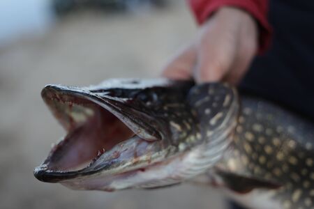 Fishing. Fisherman and trophy . Open-mouthed large pike in the angler's hands.