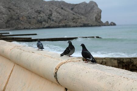 The seascape.The promenade winter sea, Crimea.