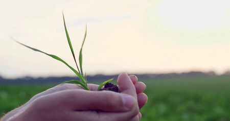 ?irty hands of a farmer, holding a young plant,concept of environmental conservationの写真素材