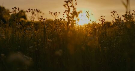 Golden grass blades and thistles on the meadow with the sunset above the hills in the background. romantic setting.の写真素材