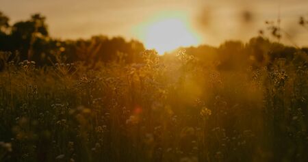 Golden grass blades and thistles on the meadow with the sunset above the hills in the background. romantic setting.の写真素材