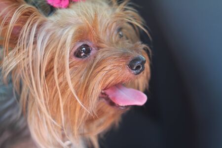 A little dog of Yorkshire terrier stands on the grass and looks. Close-upの写真素材
