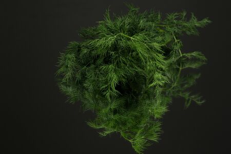 Fresh dill close up on mirror dark backgroundの写真素材