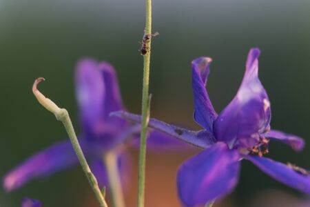 Close up of delicate blue purple colored bluebells in green grass in May, spring. Close-up shot at sunsetの写真素材