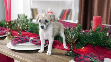 Little puppy on a table in a room decorated for Christmas and New Yearの写真素材