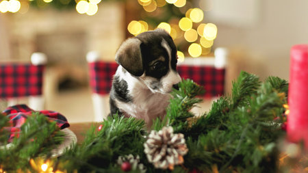 Adorable beagle puppy on Christmas table in decorated living room.