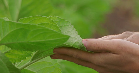 Close-up of a young man's hand holding a leaf of a plantの写真素材