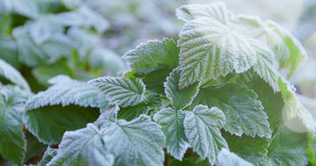 Frost on raspberry leaves in the garden. Close-up.