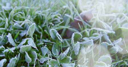Frost on the grass in the early morning. Selective focus.の写真素材