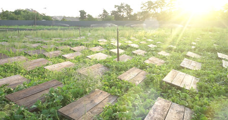 Wooden floor and green grass in the garden with sun light.