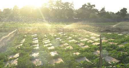 Organic vegetable garden in the morning with sun light and mist.の写真素材