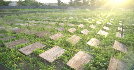 Old wooden planks in the vegetable garden in the rays of the sunの写真素材