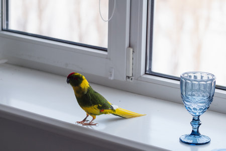 Kakariki parrot sitting on windowsill near glass