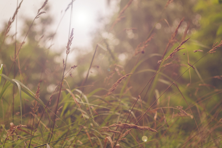 Green grass swinging in wind against background of trees. Close Upの写真素材
