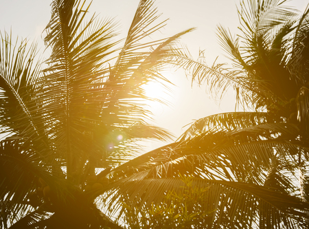 Palm against background of sunny sky with clouds