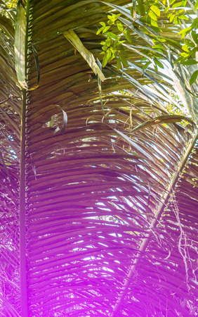 Bright Palm Leaves. Color Tonedの写真素材