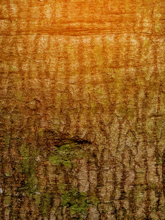 Bark of Tree. Color Toned