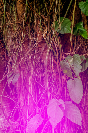 Tree texture in tropical forest. Color Tonedの写真素材