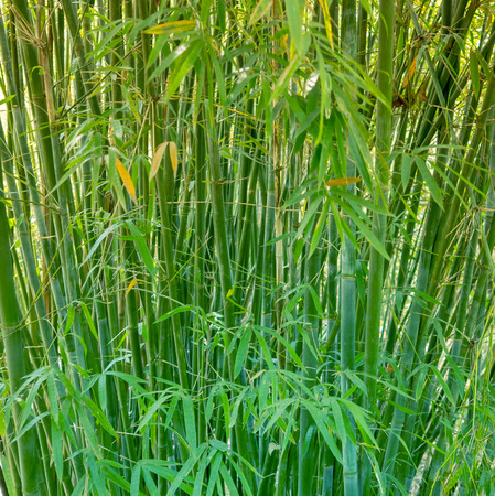 Bamboo forest in morning sunrays. Color Tonedの写真素材