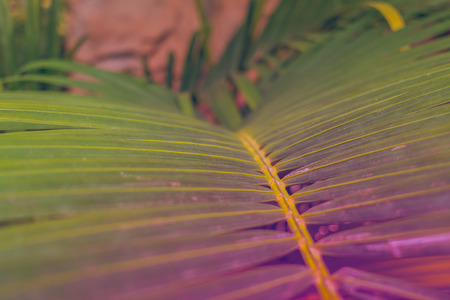 Bright Palm Leaves. Color Toned