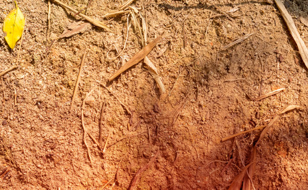 Tropical ground pattern. Texture Color Tonedの写真素材