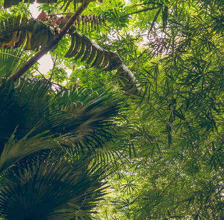 Tropical Jungle in Sunrays. Color Tonedの写真素材