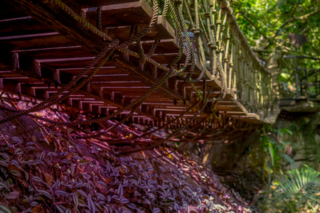 Wooden Bridge in Jungle. Color Tonedの写真素材