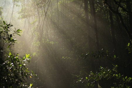Borneo Rainforest