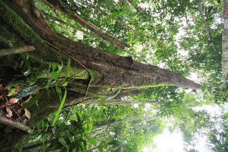 Big treeの写真素材