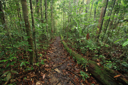 Borneo rainforestの写真素材