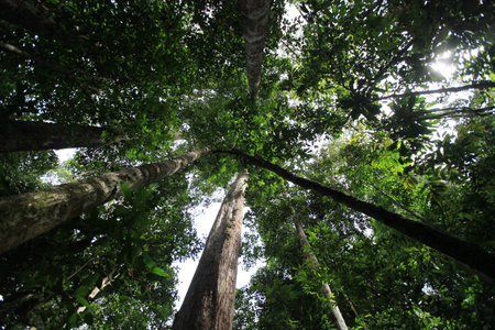 Borneo Rainforestの写真素材