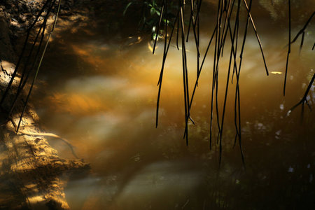 Mangroveの写真素材