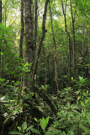 Mangrove Forestの写真素材