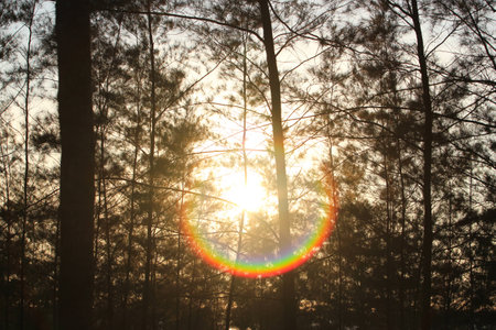 Trees silhouetteの写真素材