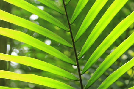 Palm leaveの写真素材