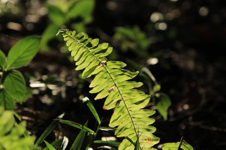 Fern leaveの写真素材