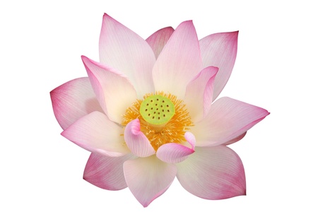 lotus flower の写真素材