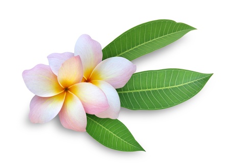 Frangipani (Plumeria)の写真素材