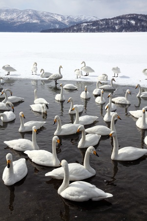 Swan lakeの写真素材