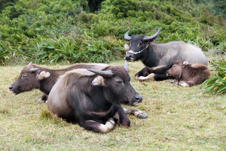 water buffaloの写真素材