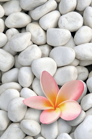 white stones with frangipani flower の写真素材