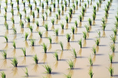 rice plant の写真素材