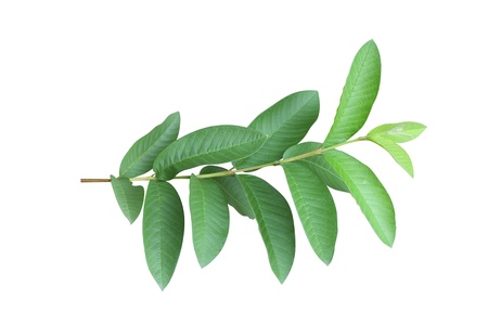 leaf isolated on white background の写真素材