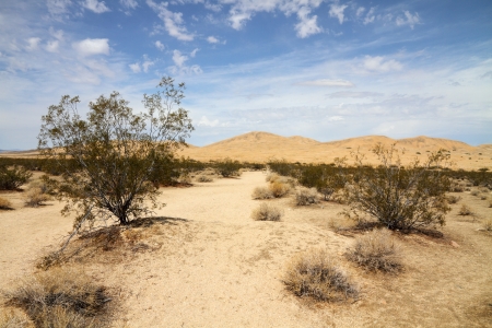 Desert landscape  Mojave desert   の写真素材