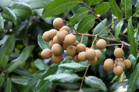 Tropical longan fruit in Asiaの写真素材