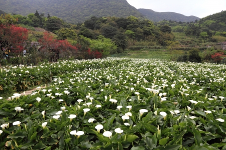 Tropical valley with calla lily flowers の写真素材