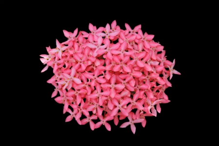 Ixora flower