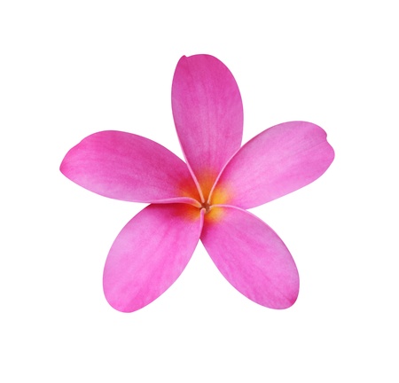 Frangipani  plumeria  flower isolated on whiteの写真素材