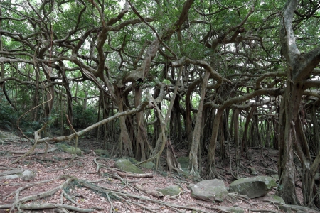 Tropical jungleの写真素材